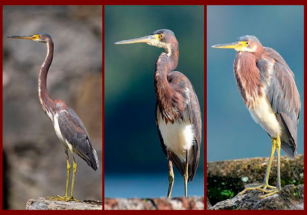 Aigrette trois positions du cou