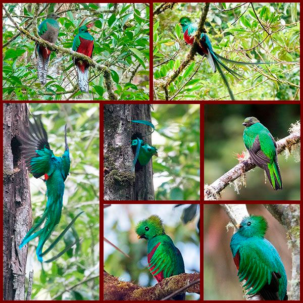 Tableau regroupant de belles photos de Quetzals resplendissants