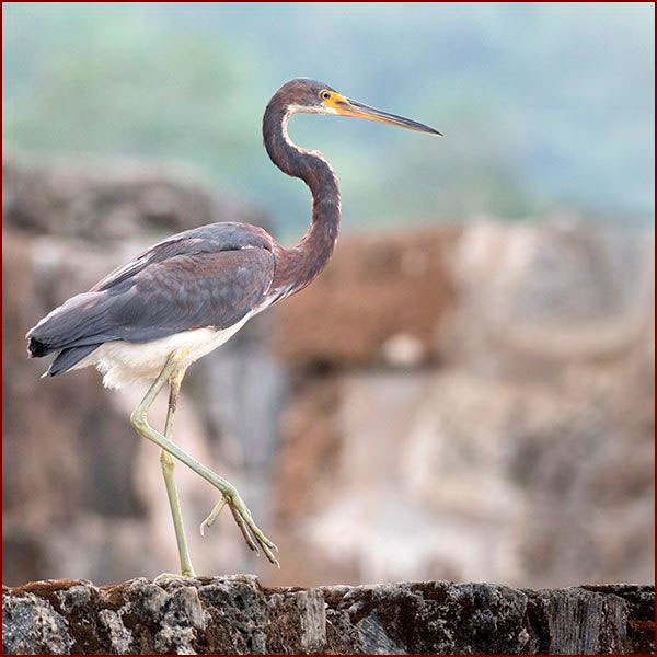 Une Aigrette tricolore se déplace sur un mur