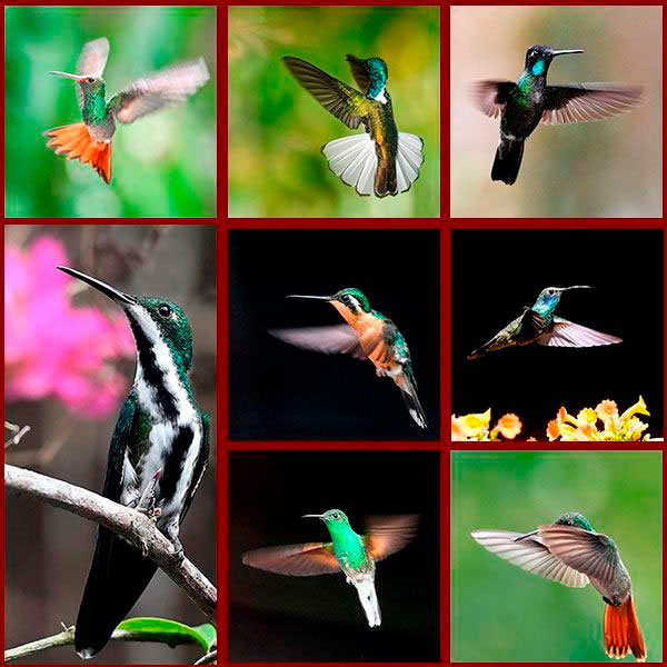 Tableau regroupant quelques-unes des 61 espèces de colibris présentes au Panama