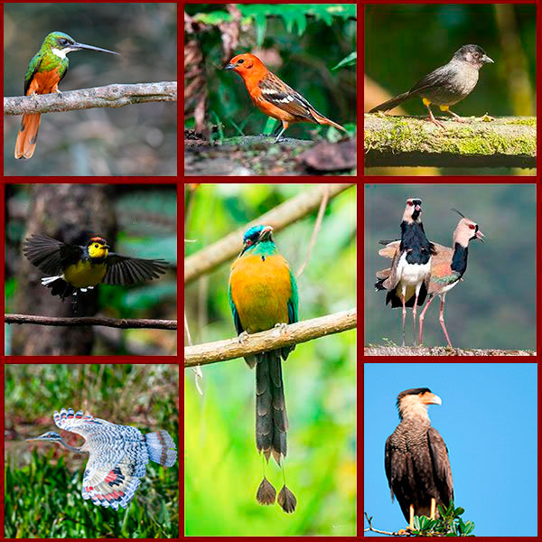 Tableau regroupant Motmot de Lesson, Caurale soleil, Jacamar à queue rousse, Caracara huppé, et +