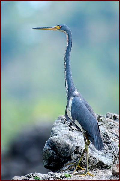 Une Aigrette tricolore en plumage inter nuptial