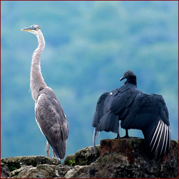 Une Aigrette tricolore avec un Vautour urubu
