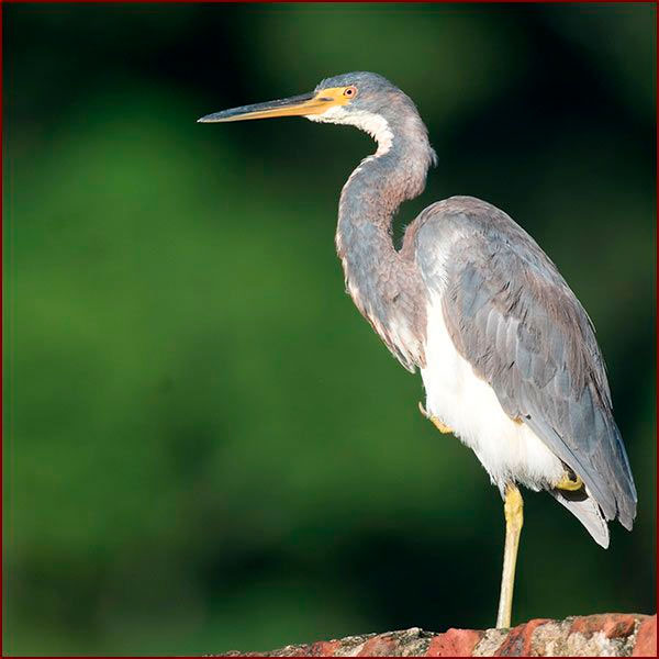 Une Aigrette tricolore se repose sur une seule patte