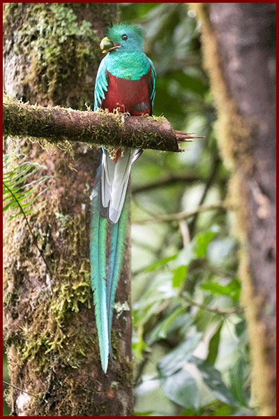 Quetzal resplendissant male pose avec un fruits dans le bec au Panama