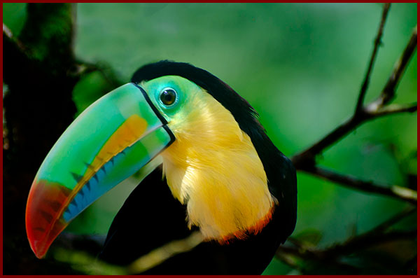 Toucan à carène - Ramphastos sulfuratus
