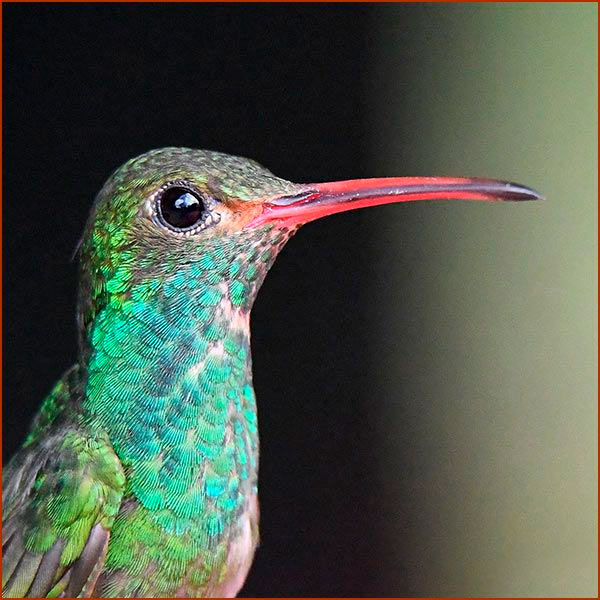 Photo d'un colibri Ariane à ventre gris (Amazilia tzacatl), en gros plan pour mettre en évidence les plumes iridescentes.