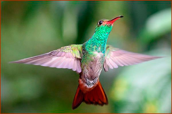 Photo d'un colibri Ariane à ventre gris en vol au Panama