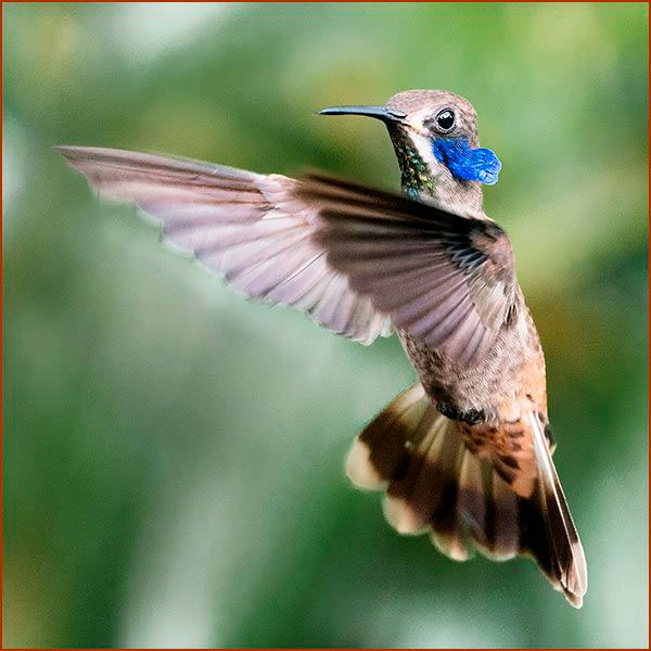 Photo Colibri de Delphine en vol, plumes érectiles sorties pour éloigner un concurrent