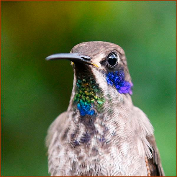 Portrait d'un Colibri de Delphine pour bien distinguer les plumes iridescentes