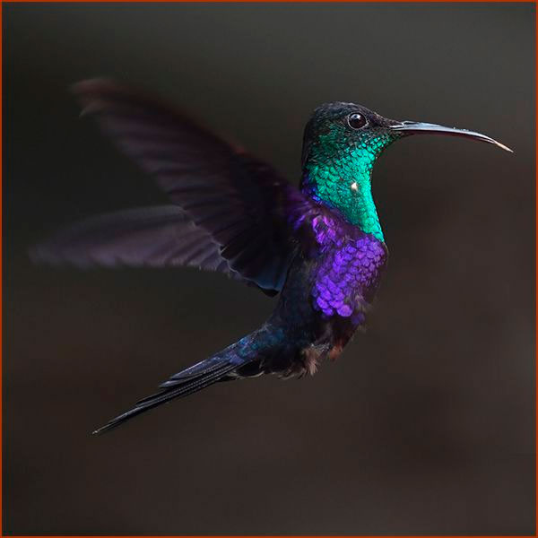 Photo of a Beautiful attitude of a Crowned Woodnymph (Thalurania colombica) in flight