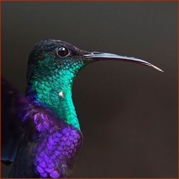 Photo close-up of a Hummingbird Crowned Woodnymph (Thalurania colombica), details