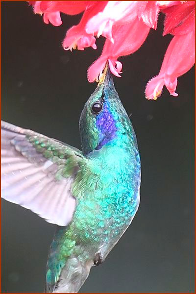 Photo of a Hummingbird Lesser Violetear (Colibri cyanotus) stocking up on nectar in flight