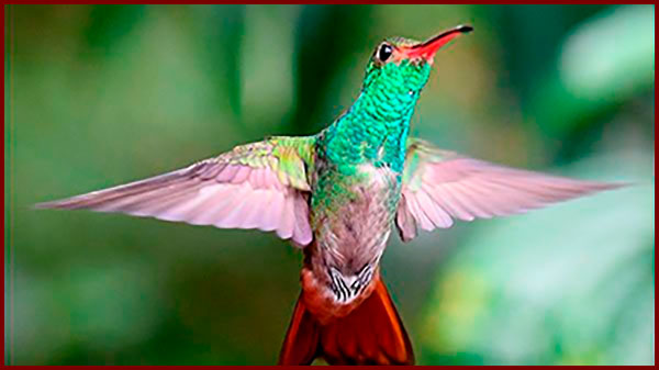 Hummingbirds of Panama