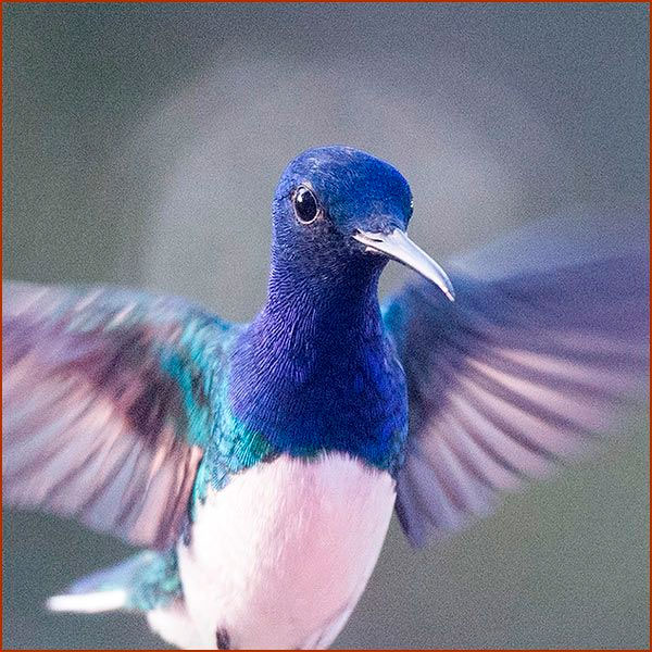 Hummingbird White-necked Jacobin (Florisuga mellivora) in flight