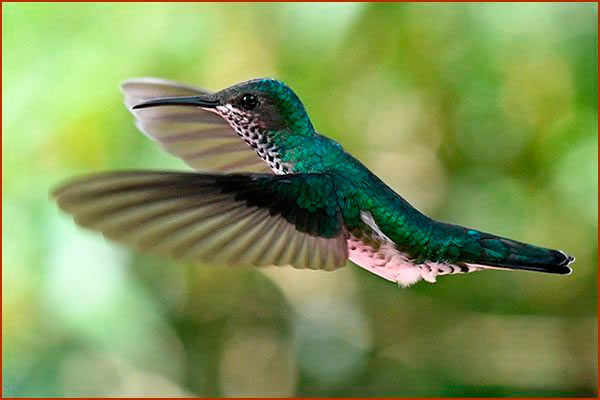 Hummingbird White-necked Jacobin female in flight