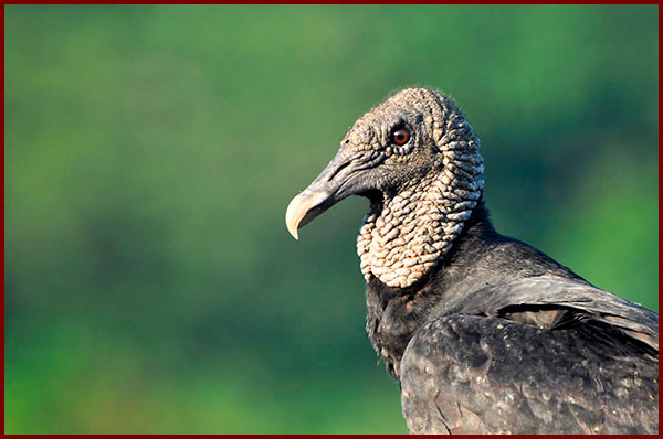 Portrait photo of a Black Vulture