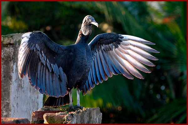 Photo of a Black Vulture enjoying the first rays of sun to warm up