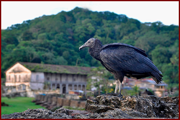 Photo of a Black Vulture on a wall of the historic fort of Portobelo