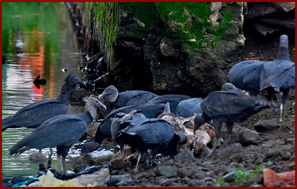 Photo of a group of Black Vultures sharing the carcass of a dead animal by a stream.