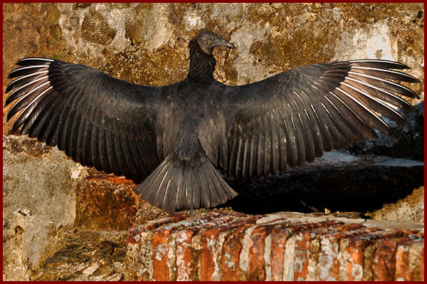 Photo of a Black Vulture warming its wings facing a sunny old wall
