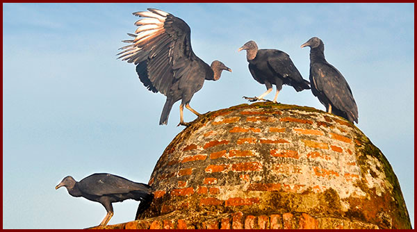 Photo of four Black Vultures on a brick dome