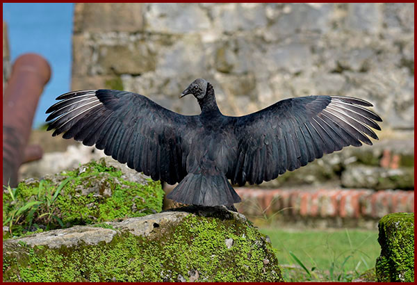 Back photo of a Black Vulture drying its wings, perched on a wall