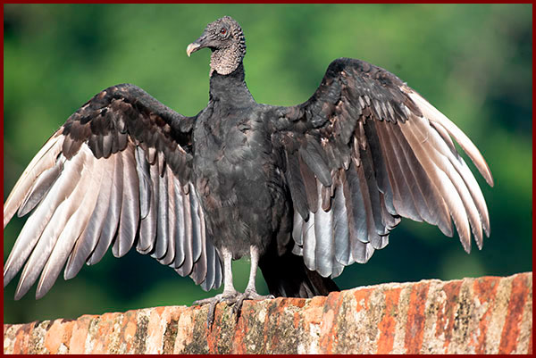 Photo of a Black Vulture drying its wings, facing forward on a wall