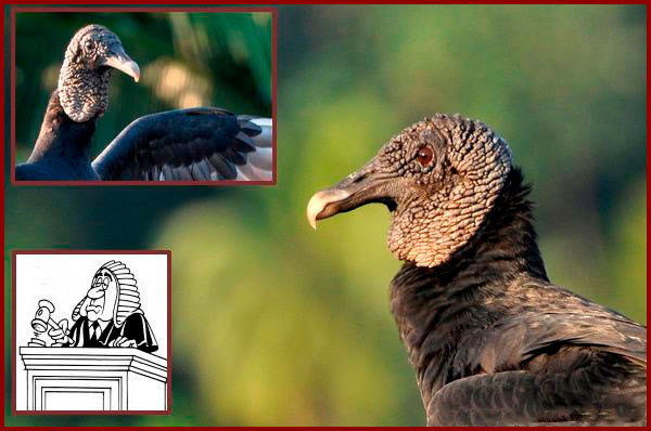 A photo montage with a Black Vulture and a caricature