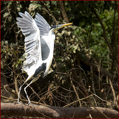 Photo of a Cocoi Heron taking flight
