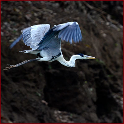 Photo of a Cocoi Heron flying at dusk