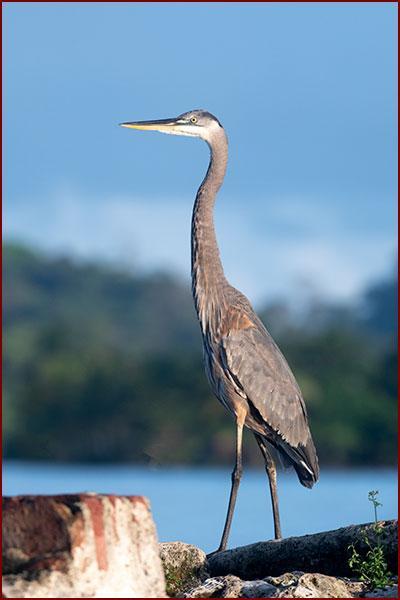 Photo of a Great Blue Heron perched on a wall facing the sea