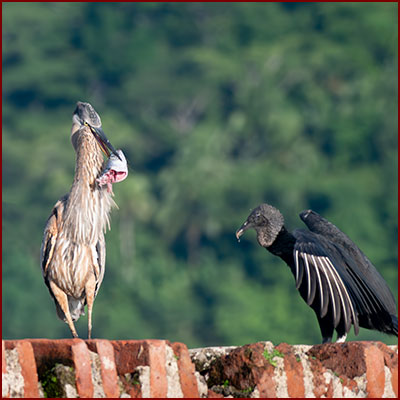 Photo of a Great Blue Heron, holding a fish head in its beak while facing an Black vulture