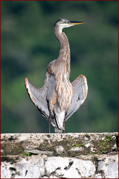 Photo of a Great Blue Heron warming itself in the sun, perched on a wall