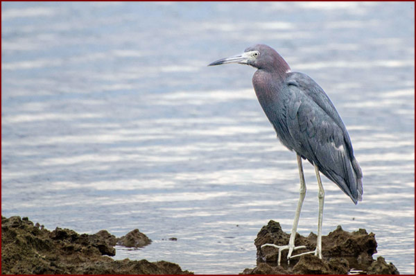 Photo of a Little Blue Heron observing the sea, perched on a rock