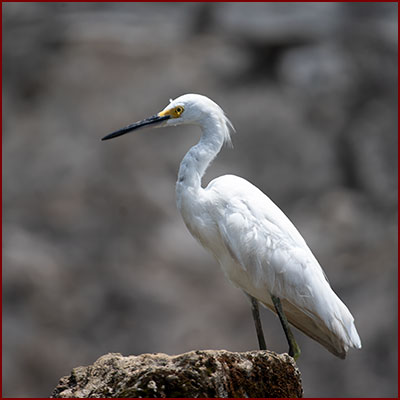 Photo of a Snowy Egret observing perched on a wall