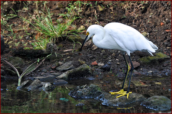 Photo of a Snowy Egret fishing at the water's edge