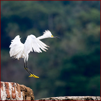 Funny photo of a Snowy Egret jumping from one rock to another