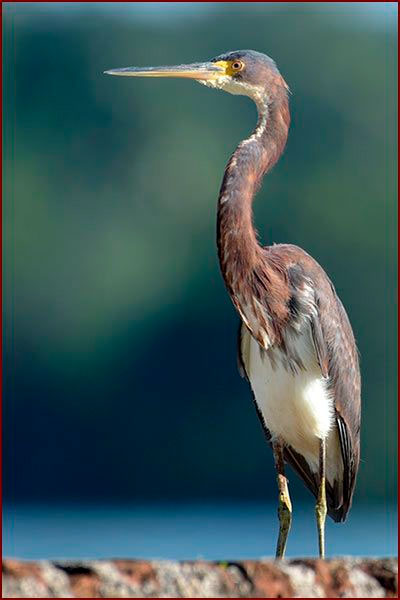 Photo of a heron perched on a wall to observe, neck extended