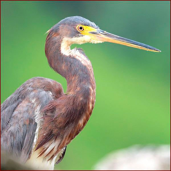 Portrait of a Tricolored Heron to see the detail of its plumage