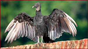 Urubu Noir (Coragyps atratus)