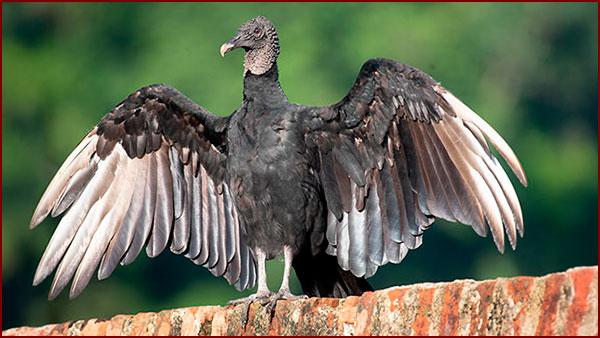 Urubu Noir (Coragyps atratus)