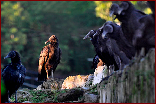 Photo d'un groupe d'Urubus noirs, l'un au soleil, les autres à l'ombre, sur un mur