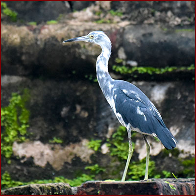 Photo d’une Aigrette bleue immature posée debout sur un rocher