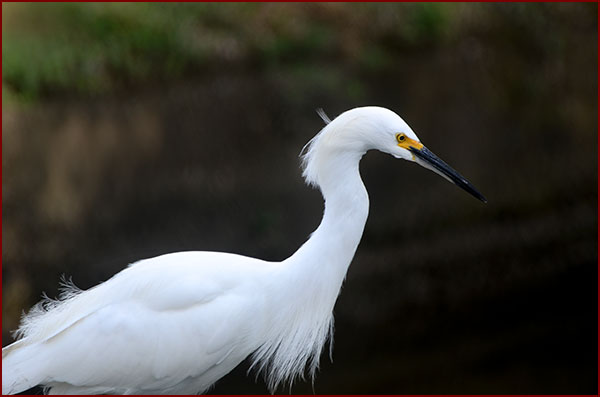 Photo d’une Aigrette neigeuse fixant l’eau des yeux