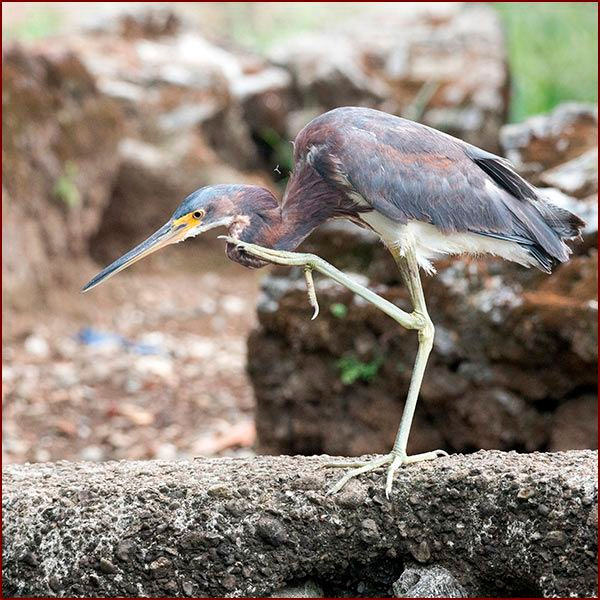 Photo d’une Aigrette tricolore se grattant le cou avec une patte