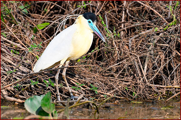 Photo of a Capped Heron by the river