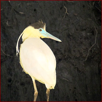Close-up photo of a Capped Heron