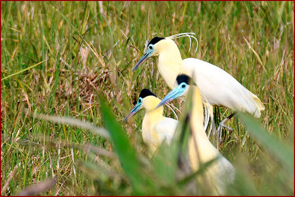 Photo of a group of 3 Capped Herons in a field