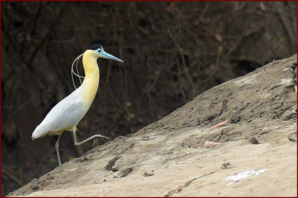 Photo of a Capped Heron coming up from the river
